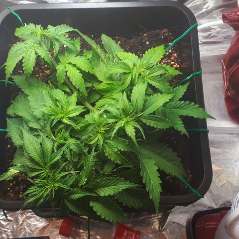 Mary ‎Lou growlog timeline photo
