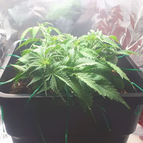 Mary ‎Lou growlog timeline photo