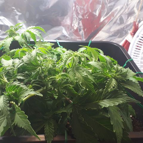 Mary ‎Lou growlog timeline photo