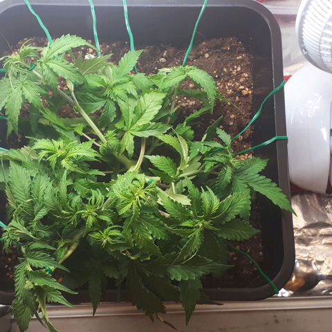 Mary ‎Lou growlog timeline photo
