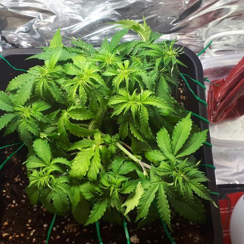 Mary ‎Lou growlog timeline photo