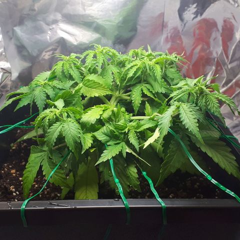 Mary ‎Lou growlog timeline photo