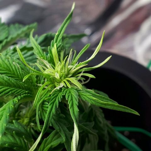 Mary ‎Lou growlog timeline photo