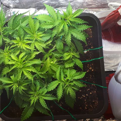 Mary ‎Lou growlog timeline photo
