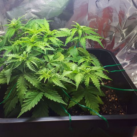 Mary ‎Lou growlog timeline photo
