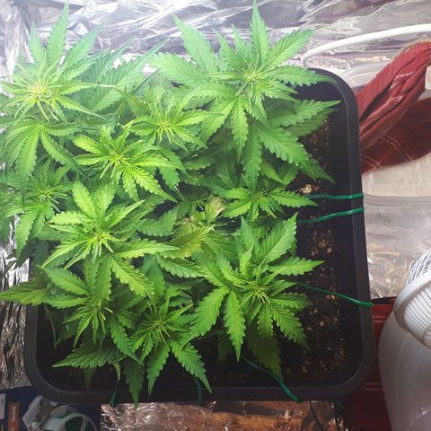 Mary ‎Lou growlog timeline photo