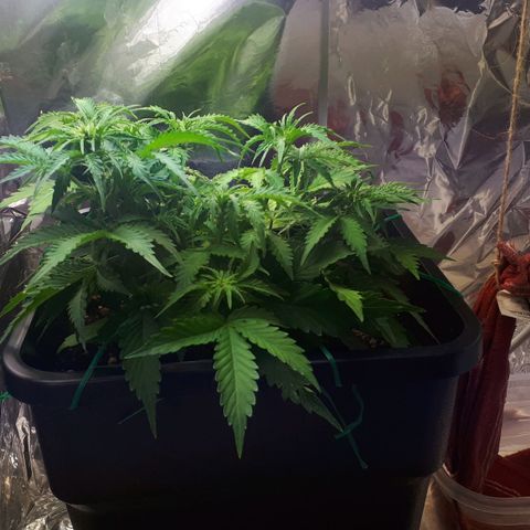 Mary ‎Lou growlog timeline photo