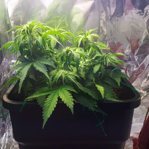 Mary ‎Lou growlog timeline photo