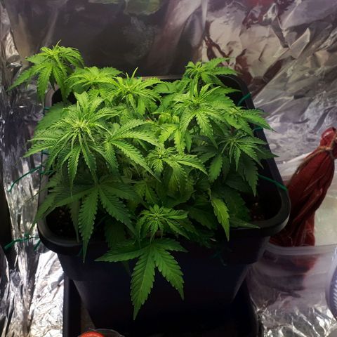 Mary ‎Lou growlog timeline photo