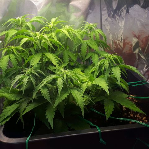 Mary ‎Lou growlog timeline photo