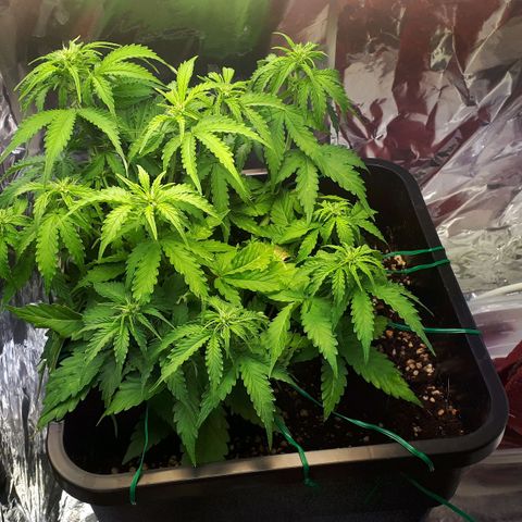 Mary ‎Lou growlog timeline photo