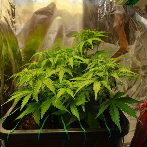 Mary ‎Lou growlog timeline photo