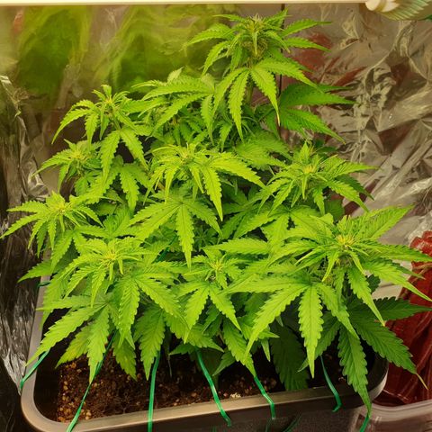 Mary ‎Lou growlog timeline photo