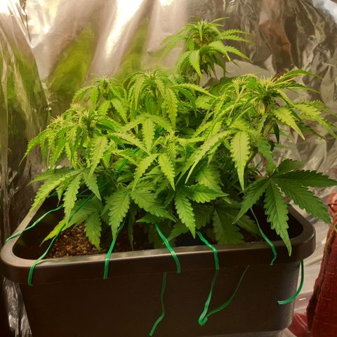 Mary ‎Lou growlog timeline photo