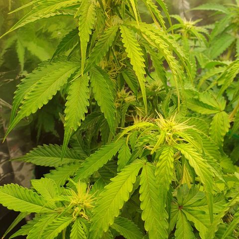 Mary ‎Lou growlog timeline photo