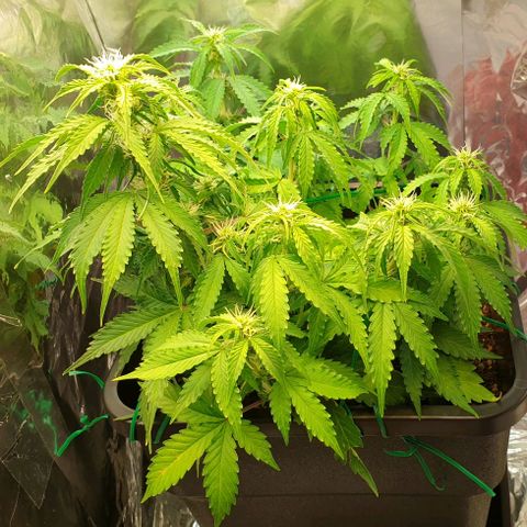 Mary ‎Lou growlog timeline photo