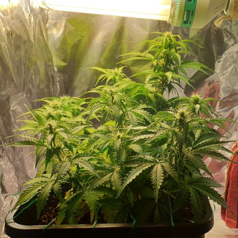 Mary ‎Lou growlog timeline photo