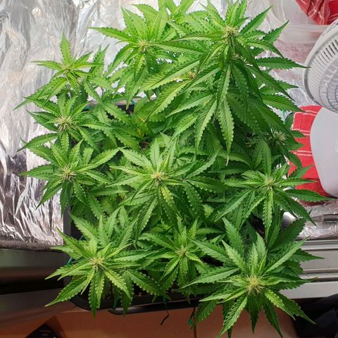 Mary ‎Lou growlog timeline photo