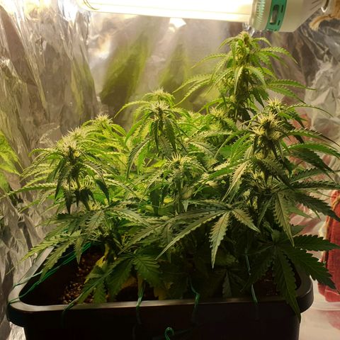 Mary ‎Lou growlog timeline photo