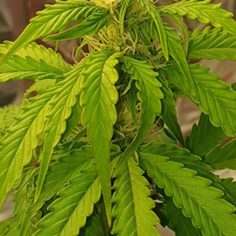 Mary ‎Lou growlog timeline photo