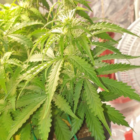 Mary ‎Lou growlog timeline photo