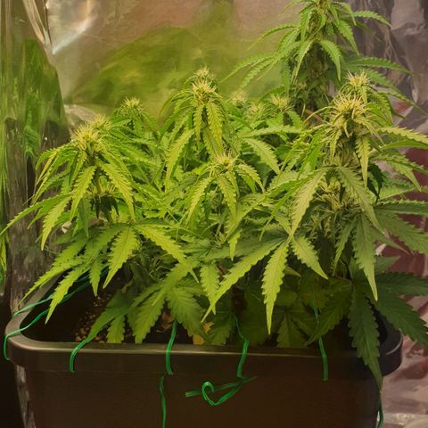 Mary ‎Lou growlog timeline photo
