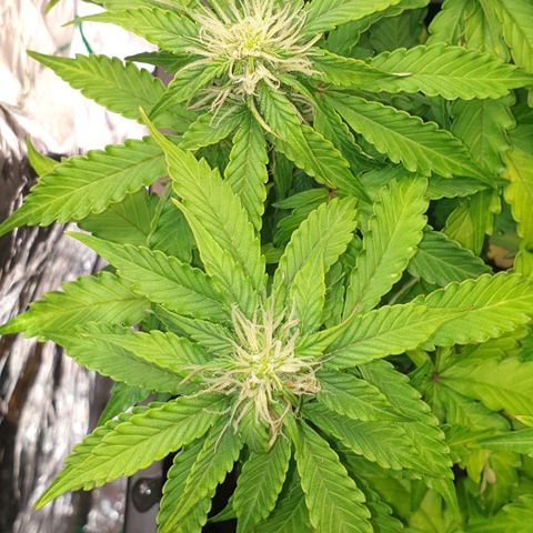 Mary ‎Lou growlog timeline photo