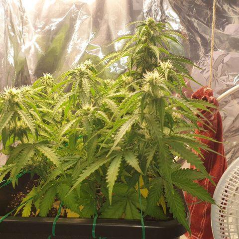 Mary ‎Lou growlog timeline photo