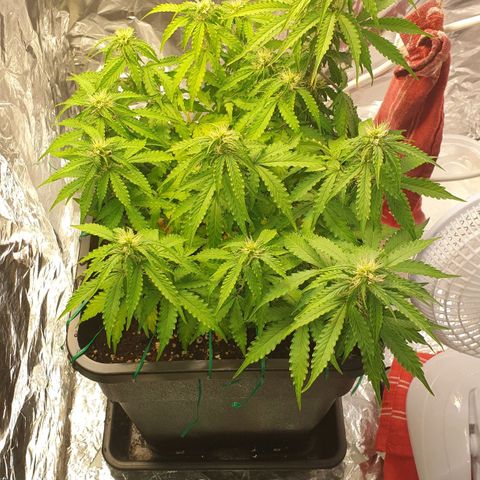 Mary ‎Lou growlog timeline photo