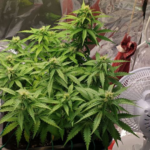 Mary ‎Lou growlog timeline photo