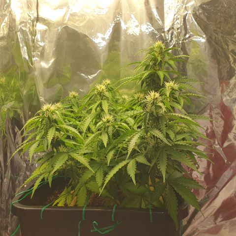 Mary ‎Lou growlog timeline photo
