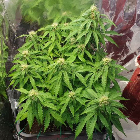 Mary ‎Lou growlog timeline photo