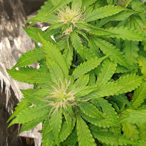 Mary ‎Lou growlog timeline photo
