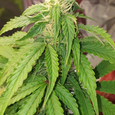 Mary ‎Lou growlog timeline photo