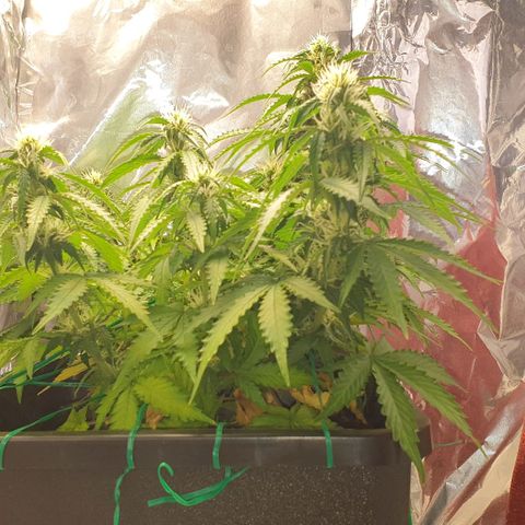 Mary ‎Lou growlog timeline photo