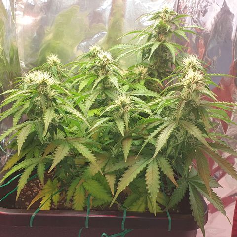 Mary ‎Lou growlog timeline photo