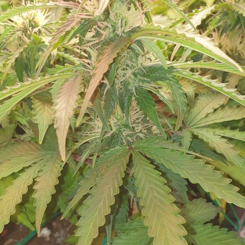 Mary ‎Lou growlog timeline photo