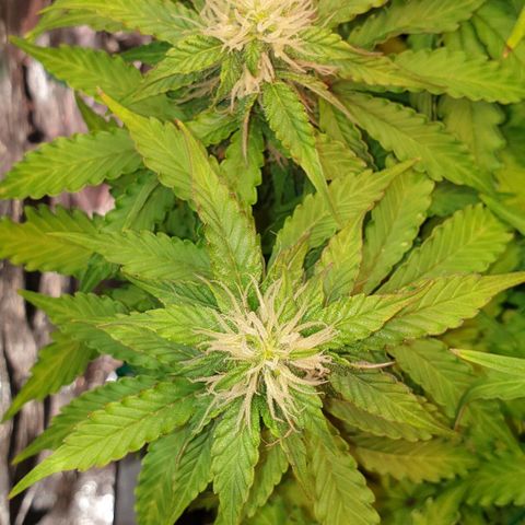 Mary ‎Lou growlog timeline photo
