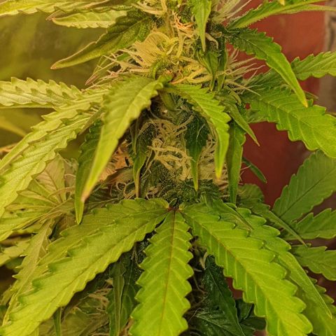 Mary ‎Lou growlog timeline photo