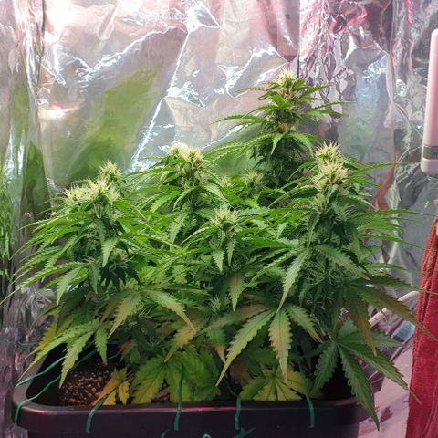 Mary ‎Lou growlog timeline photo