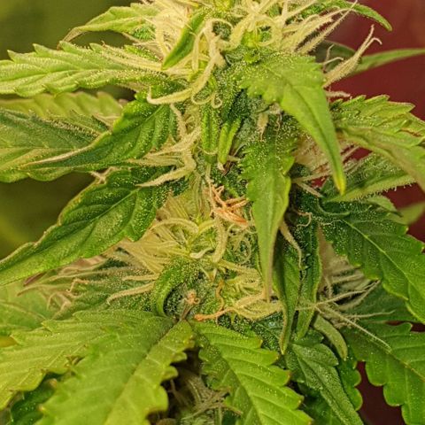 Mary ‎Lou growlog timeline photo