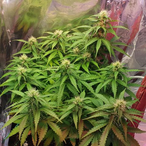 Mary ‎Lou growlog timeline photo