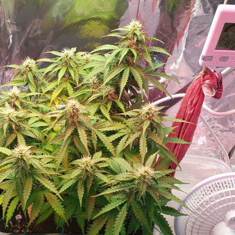 Mary ‎Lou growlog timeline photo