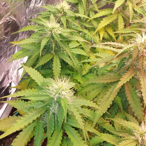 Mary ‎Lou growlog timeline photo