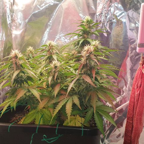Mary ‎Lou growlog timeline photo