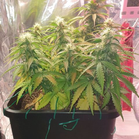 Mary ‎Lou growlog timeline photo