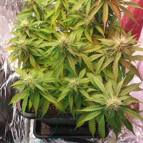 Mary ‎Lou growlog timeline photo
