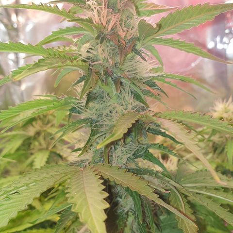 Mary ‎Lou growlog timeline photo
