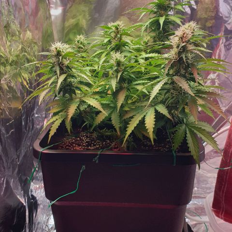 Mary ‎Lou growlog timeline photo