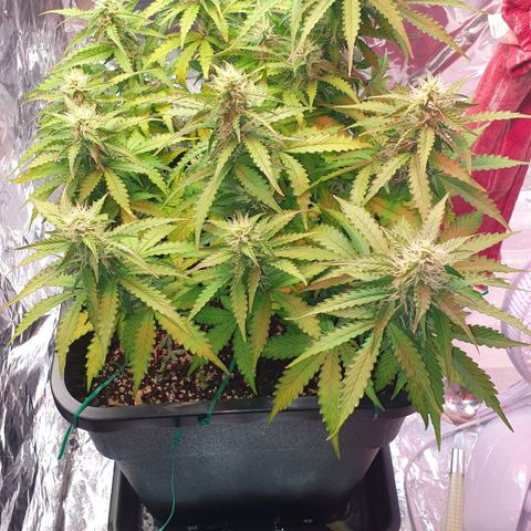 Mary ‎Lou growlog timeline photo